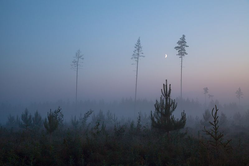 night, fog, nature, tree, pine, summer Fog on a white night фото превью