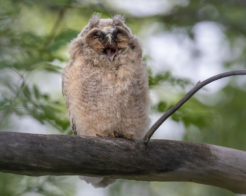 Ушастая сова, птенец  фото превью