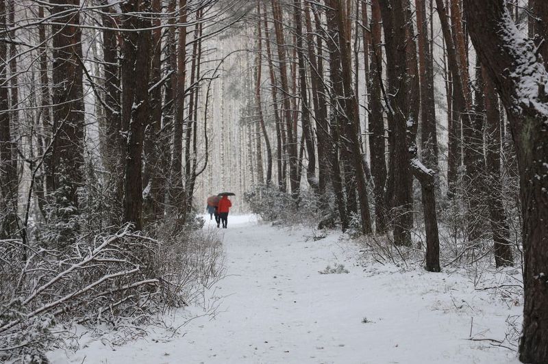 Снегопад... под зонтом фото превью