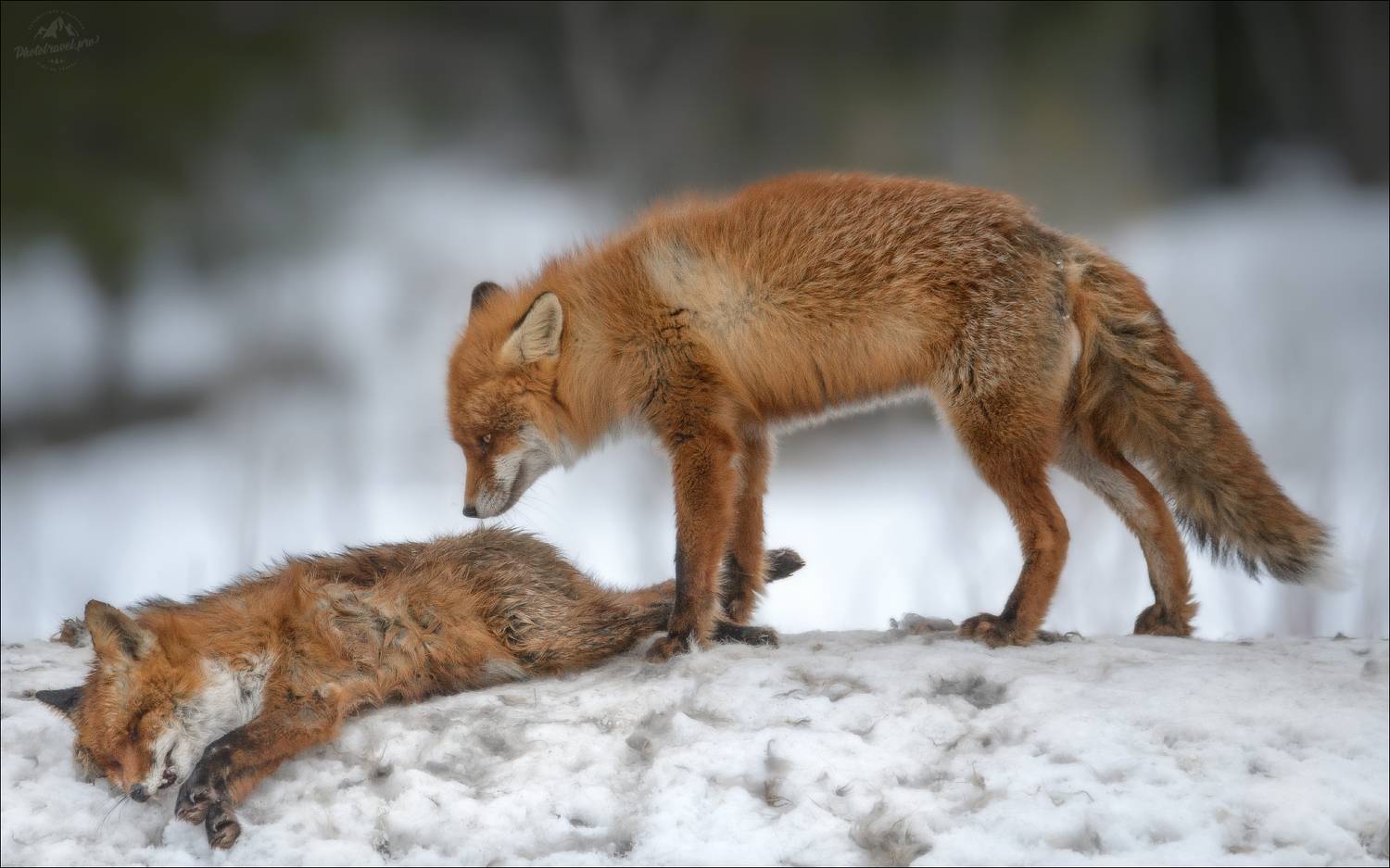 лиса, memento mori, фототур в красный бор, fox,  phototravel.pro, Влад Соколовский
