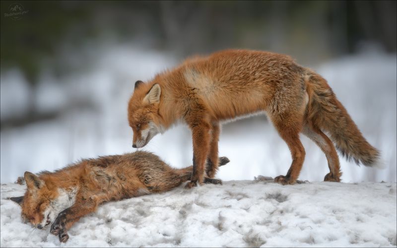 лиса, memento mori, фототур в красный бор, fox,  phototravel.pro Memento mori фото превью