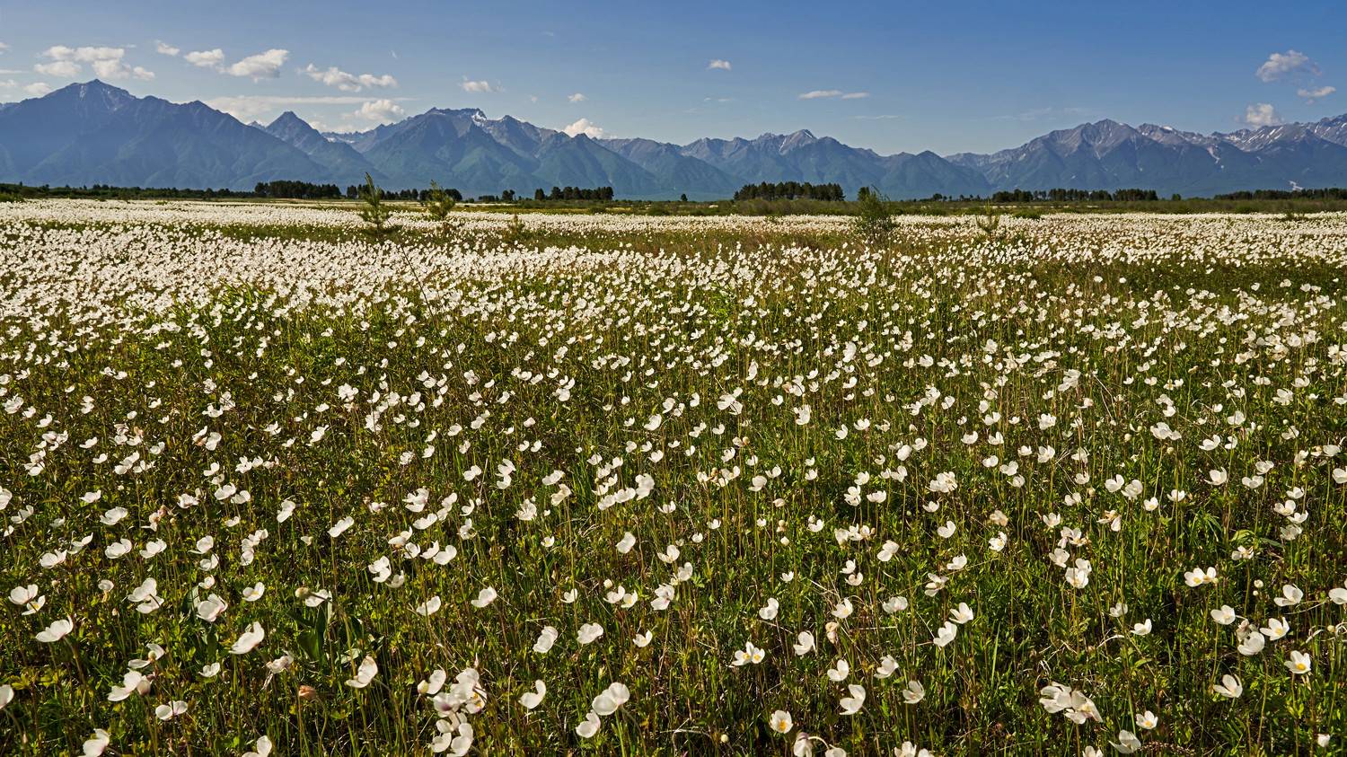 , Сергей Низовцев