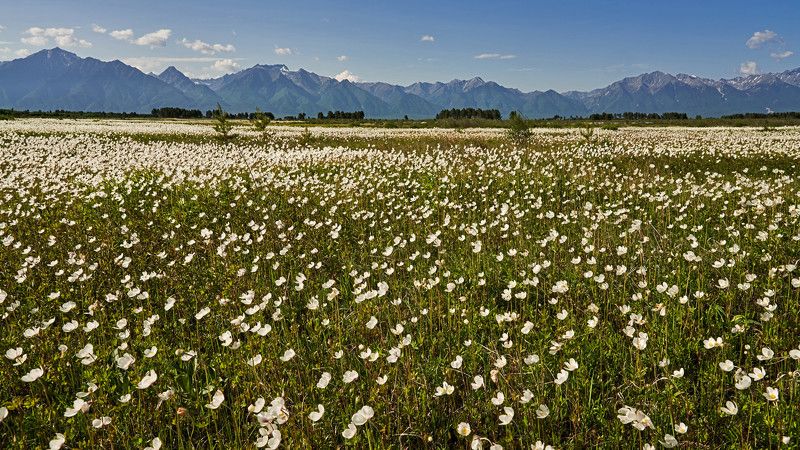 Цветение в долине фото превью