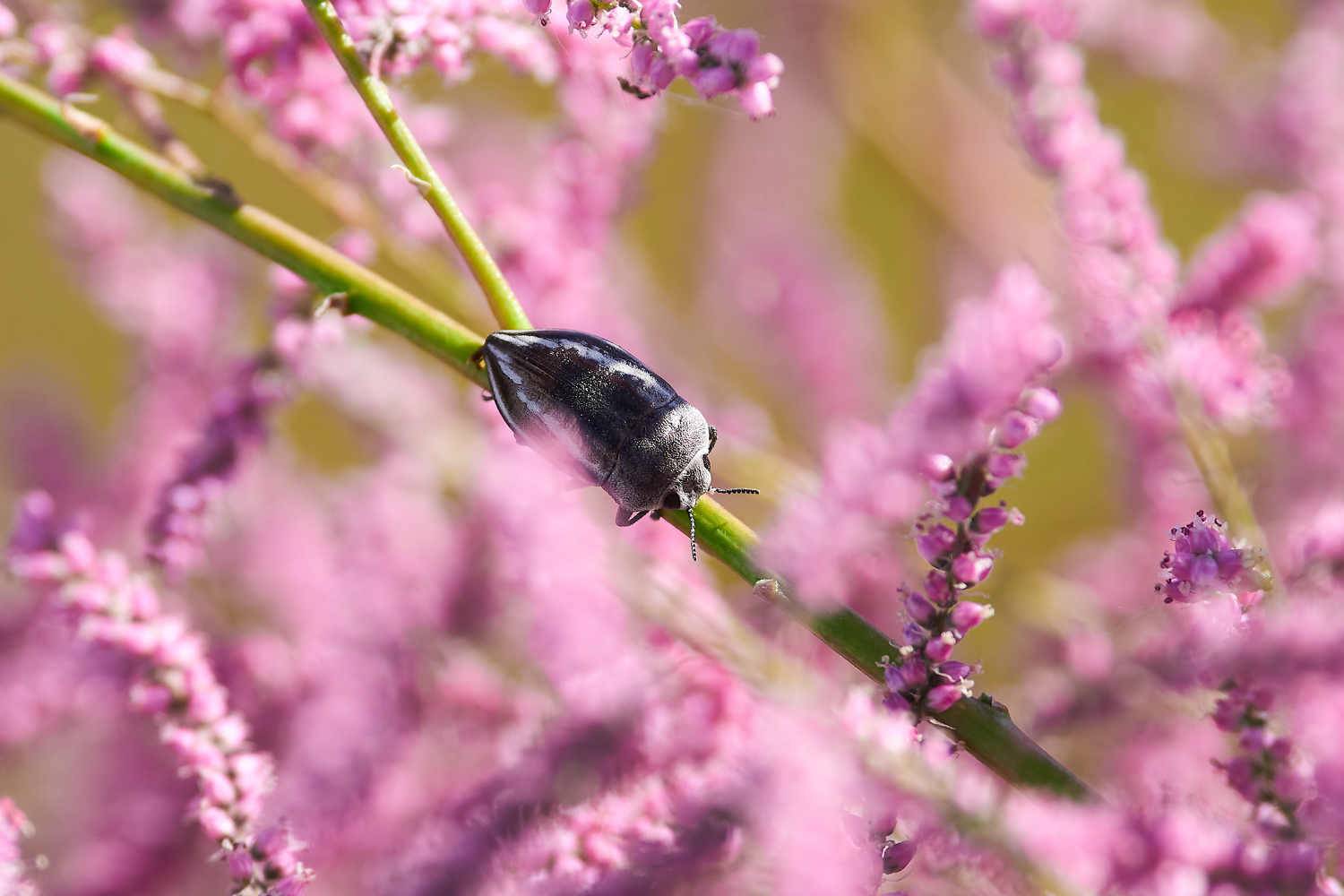 Cyphosoma tataricum, macro, bug, bugs, volgograd, russia, wildlife, , Павел Сторчилов