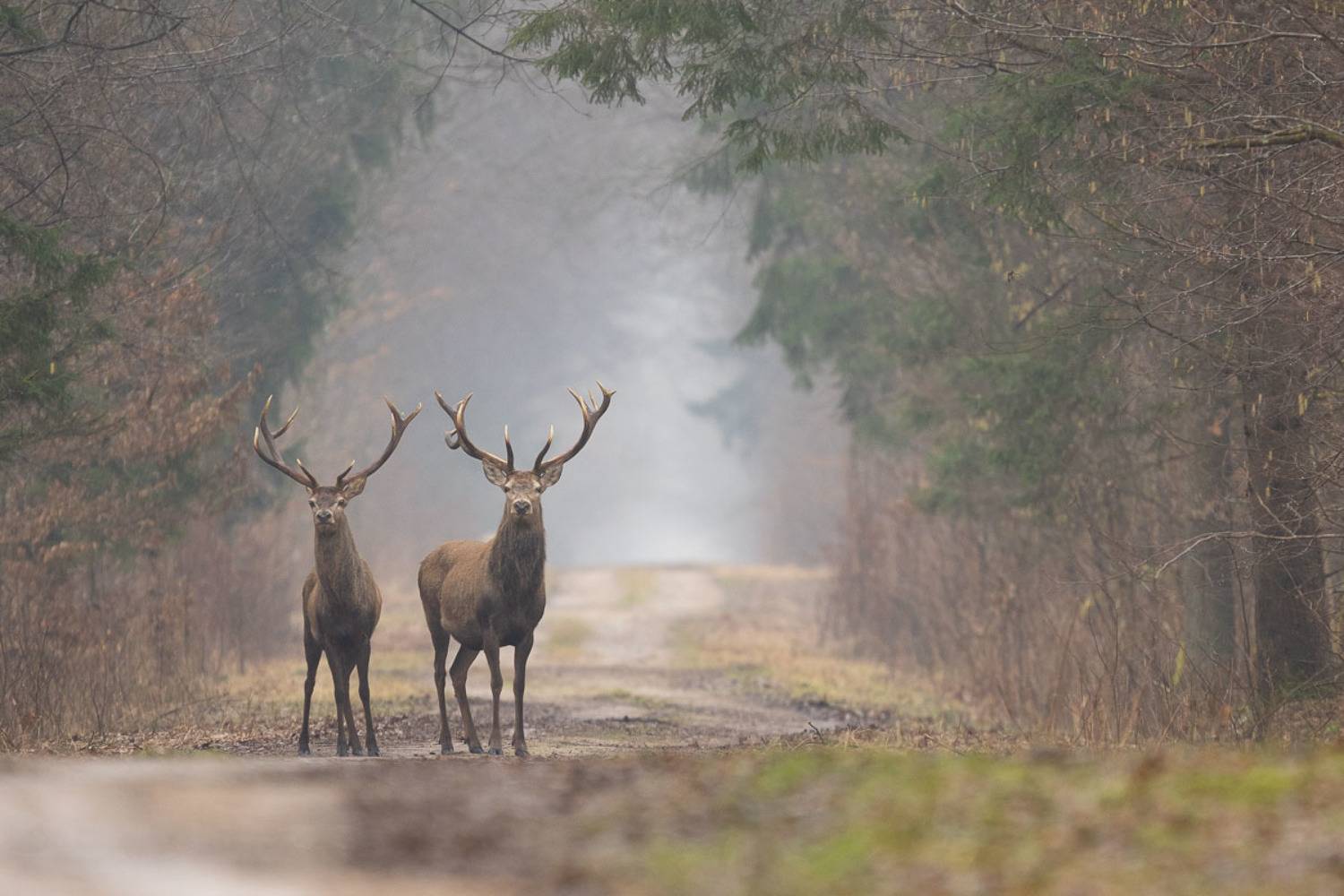 las,dzika przyroda,ssaki,fauna, Zakrzewski Marcin
