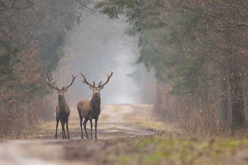 las,dzika przyroda,ssaki,fauna Jelenie фото превью