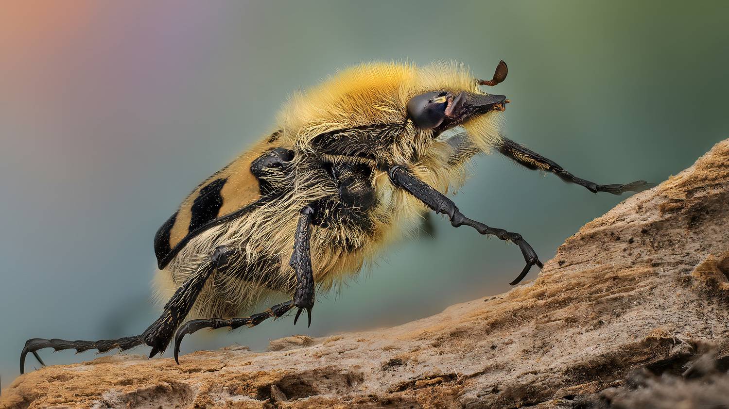 coleoptera, scarabaeoidae, trichius fasciatus, восковик перевязанный, Kavaliauskas Eugenijus