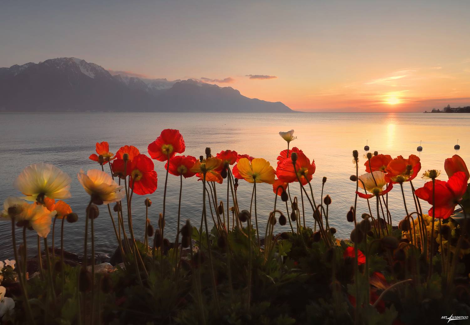 swiss,швейцария,весна,montreux, Матвеев Николай