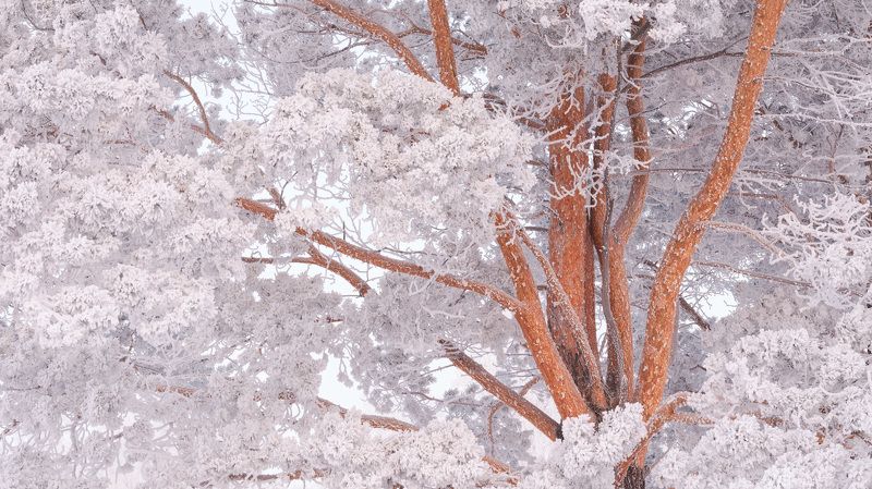 зима, мороз, снег, иней, деревья Зимнее... фото превью