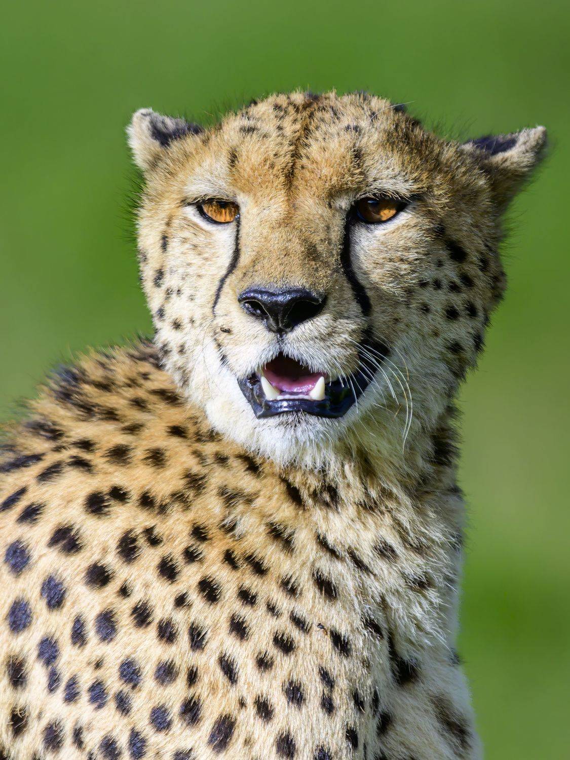 , Пупонин Сергей