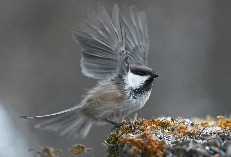 1 фото превью