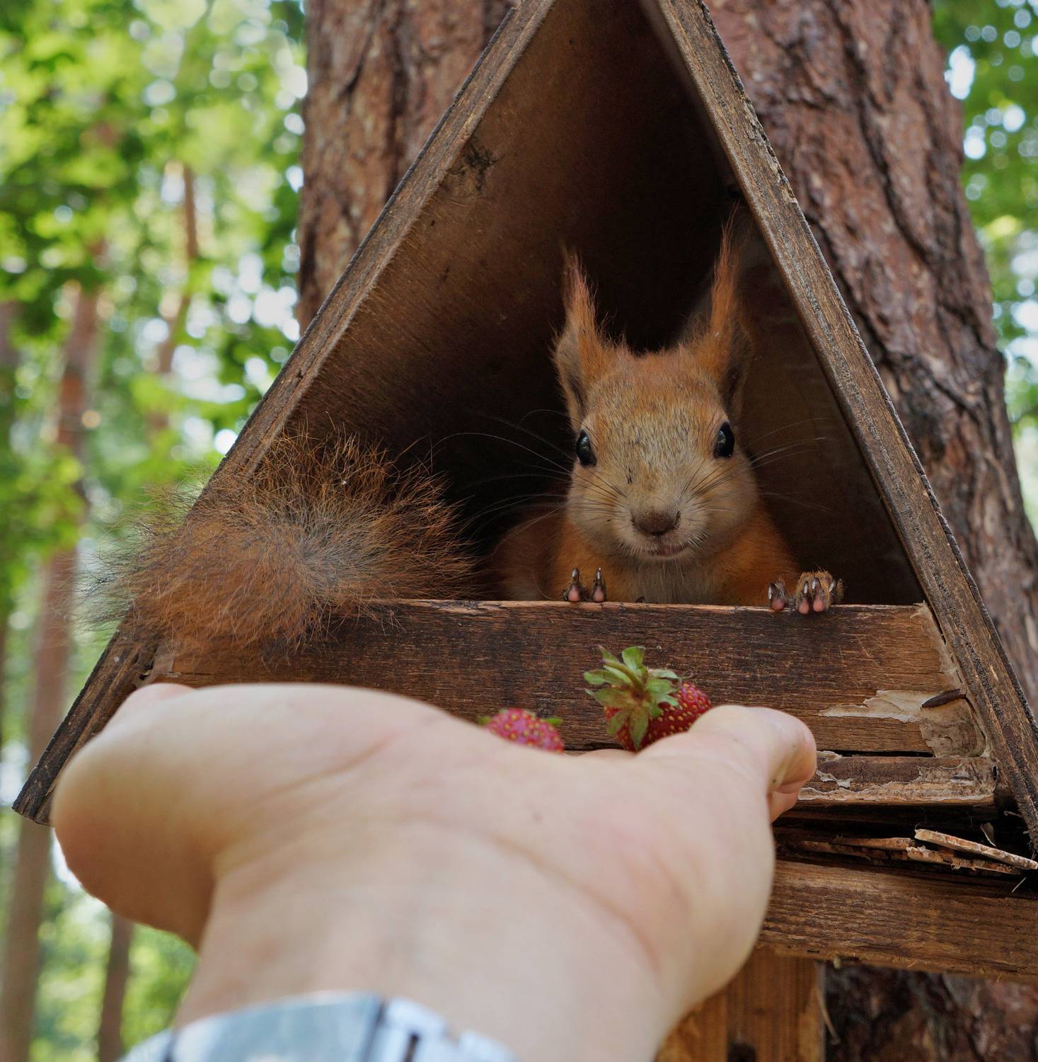 Белка,клубника, кормушка, рука, дерево, парк, Чепленко Алексей