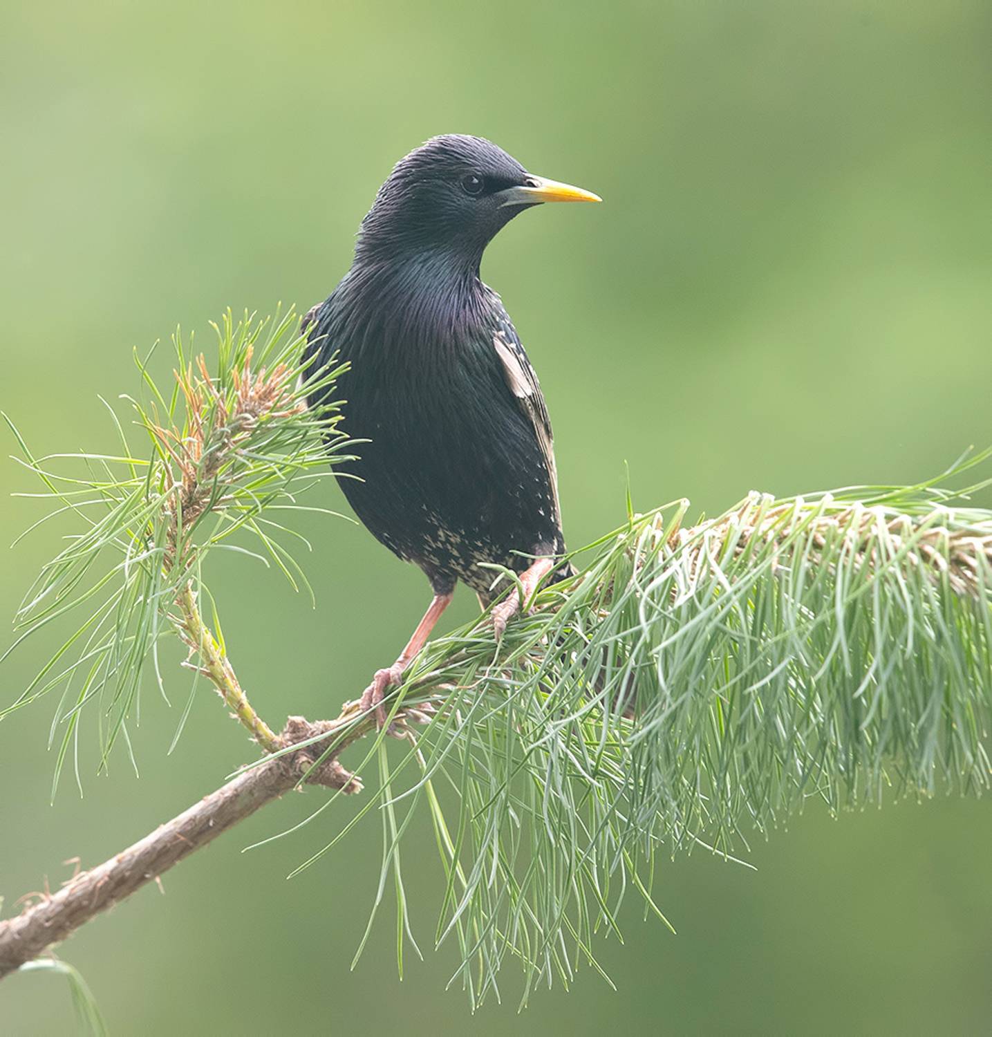 european starling, обыкновенный скворец, скворец, весна, Etkind Elizabeth