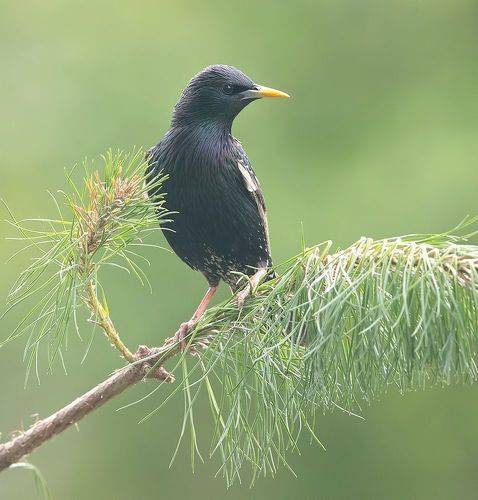 European Starling - Обыкновенный скворец