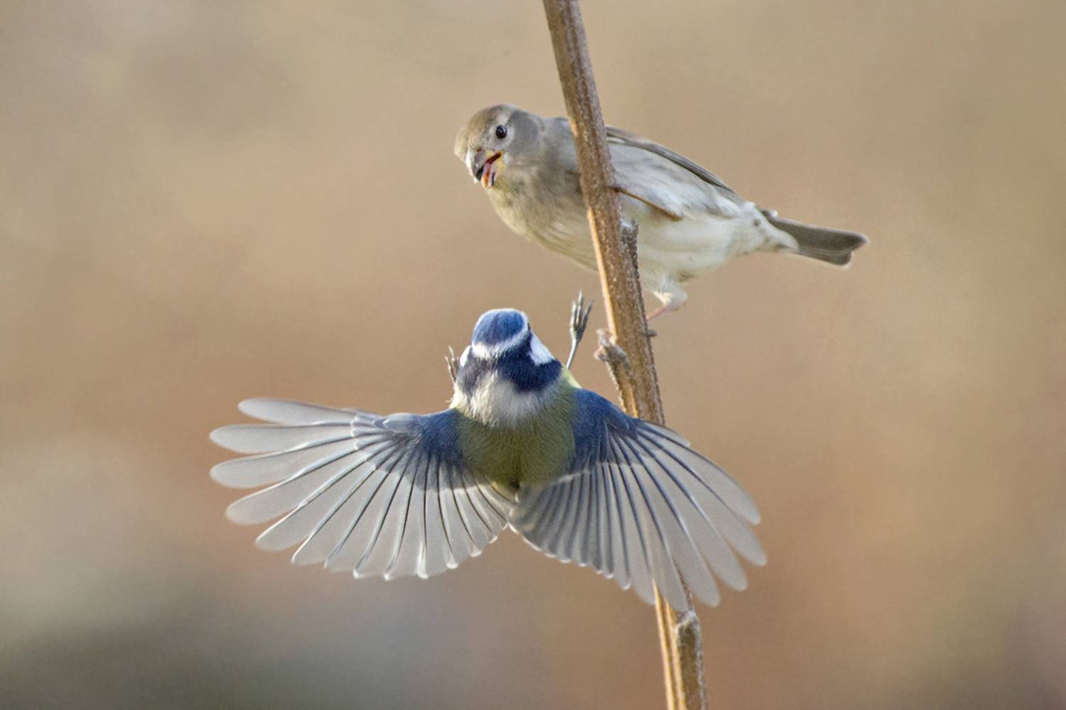 , Евгени Стефанов