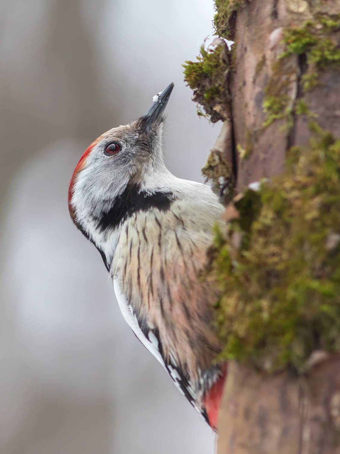 , Денис Пронин