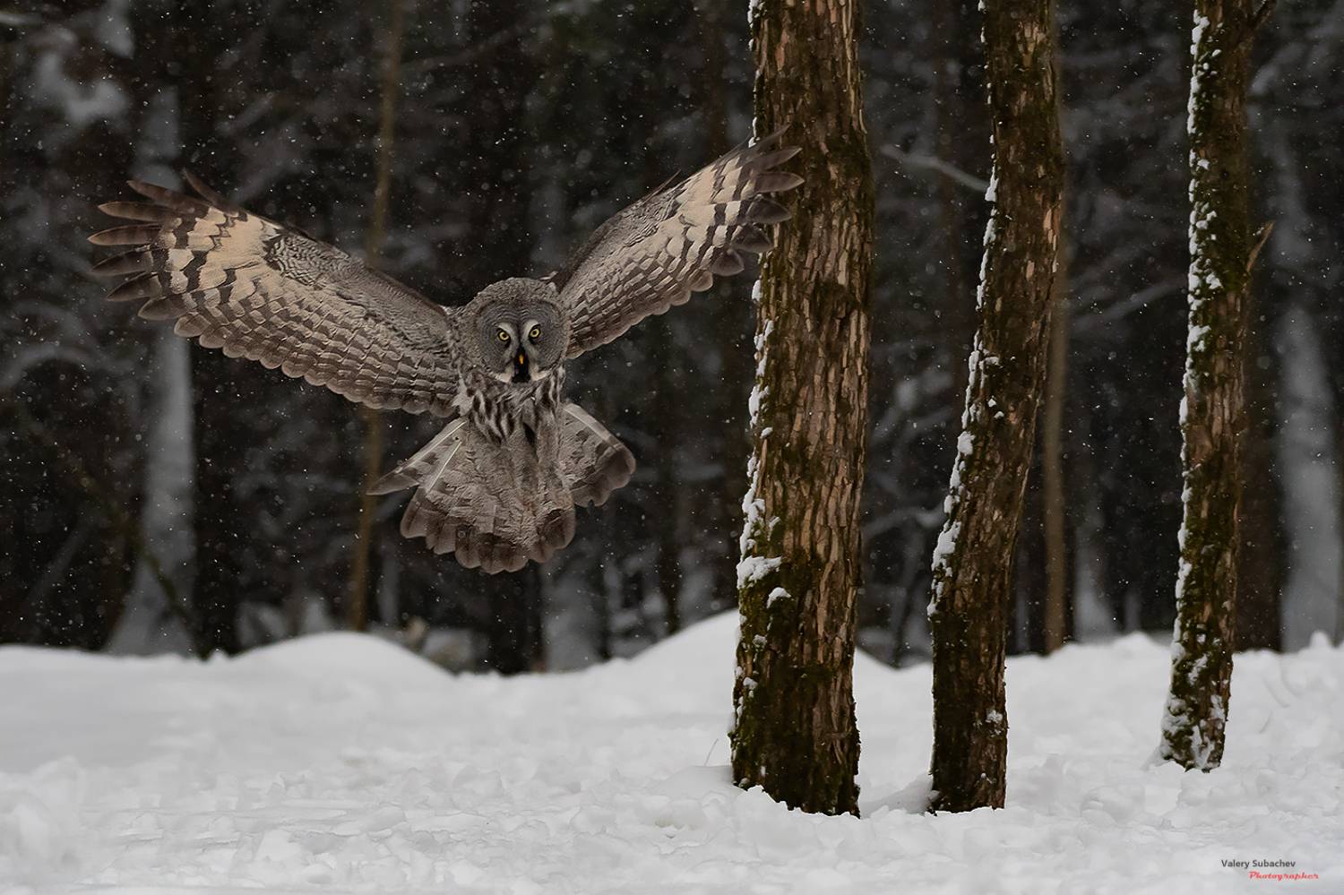 , Валерий Субачев