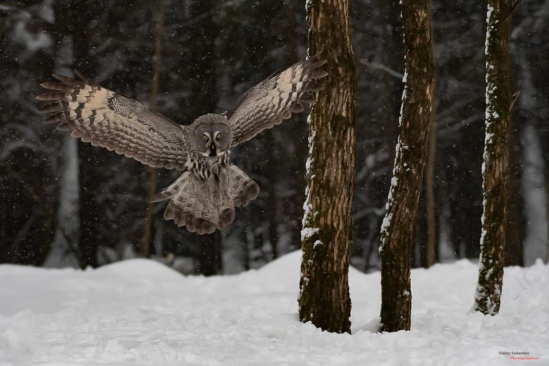 ... фото превью