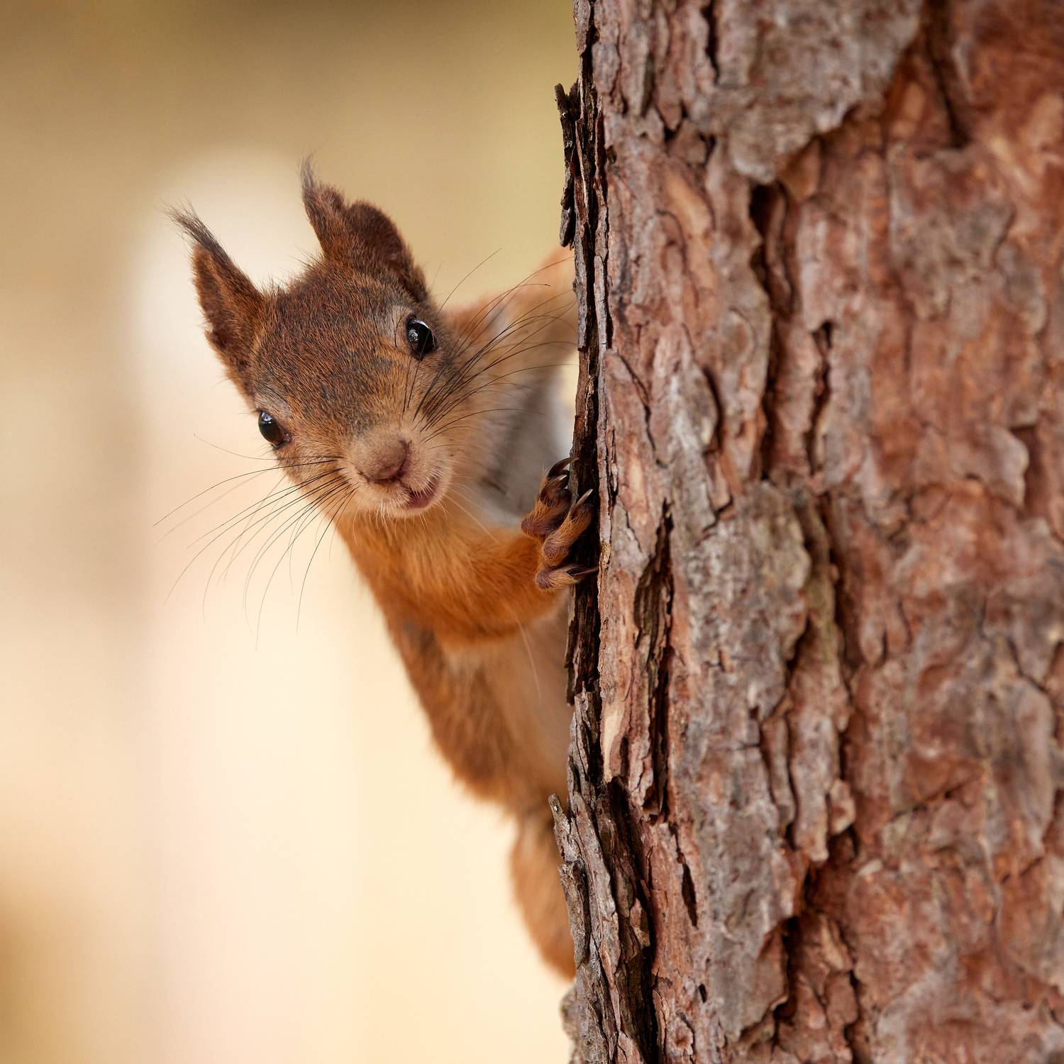 Белка, Squirl, Alexey Romanov