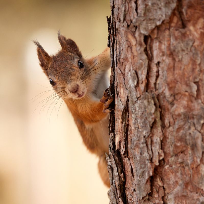 Белка, Squirl - Что надо? фото превью