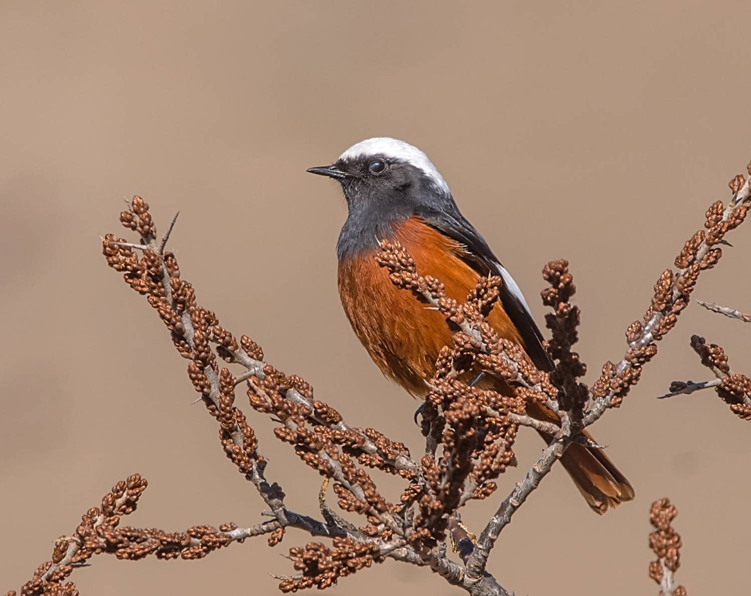 , Хасан Журтов