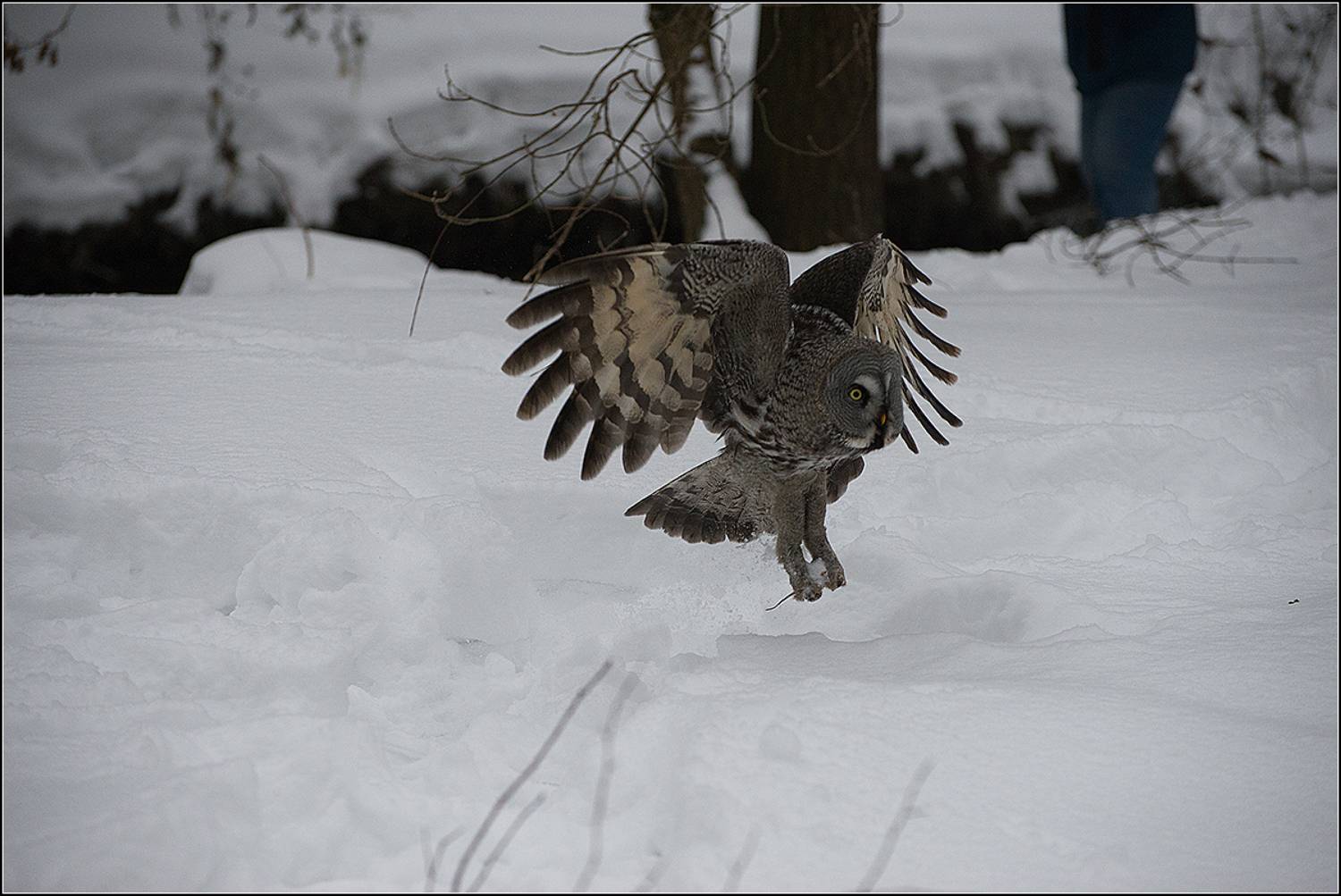 москва, зима, парк, птица, бородатая неясыть, АНАТОЛИЙ ДОВЫДЕНКО