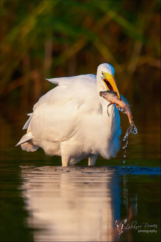 * * * фото превью