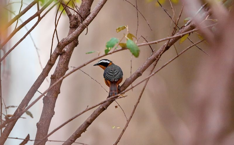 *** фото превью