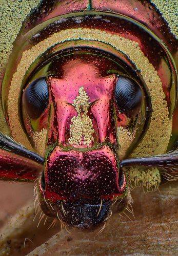 Metallic Red Weevil
