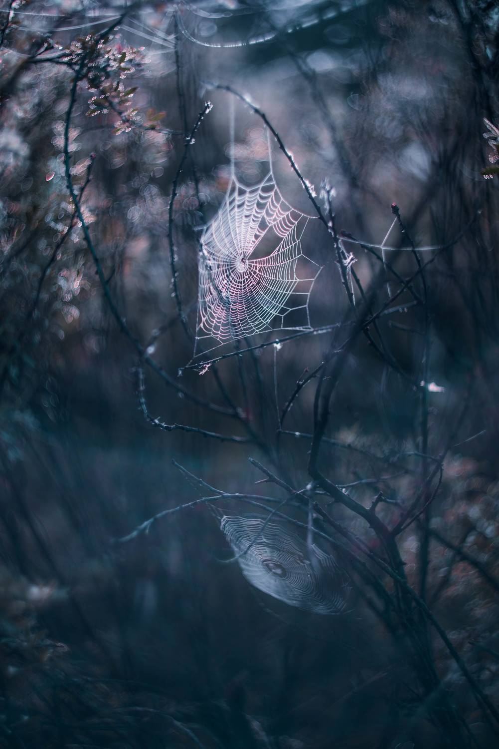 , Лапшина Владлена