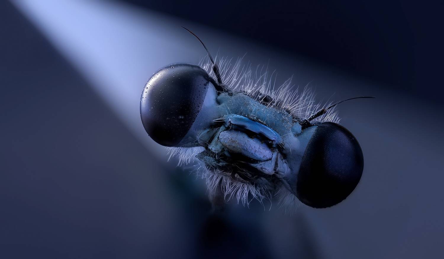 odonata, platycnemis pennipes, плосконожка обыкновенная, Kavaliauskas Eugenijus