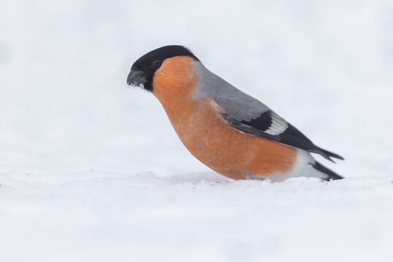 птицы, подмосковье *** фото превью