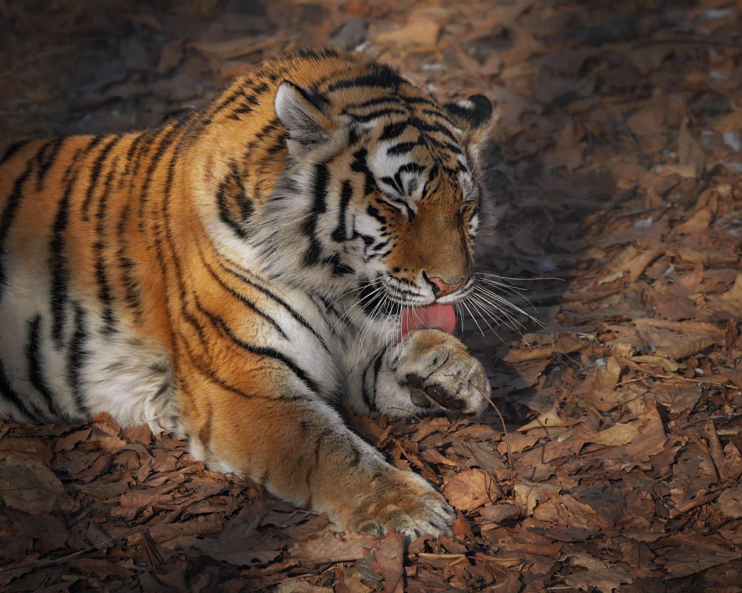 тигр, большие кошки, сафари, приморье, Андрей