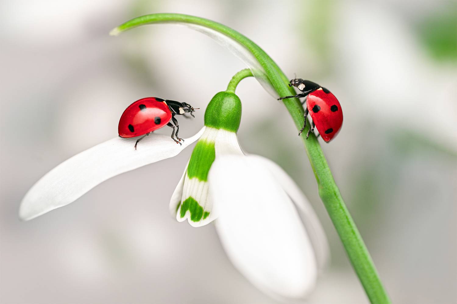 ceclii, macro, Цветан Ганев