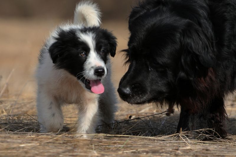 Нера и Бела фото превью