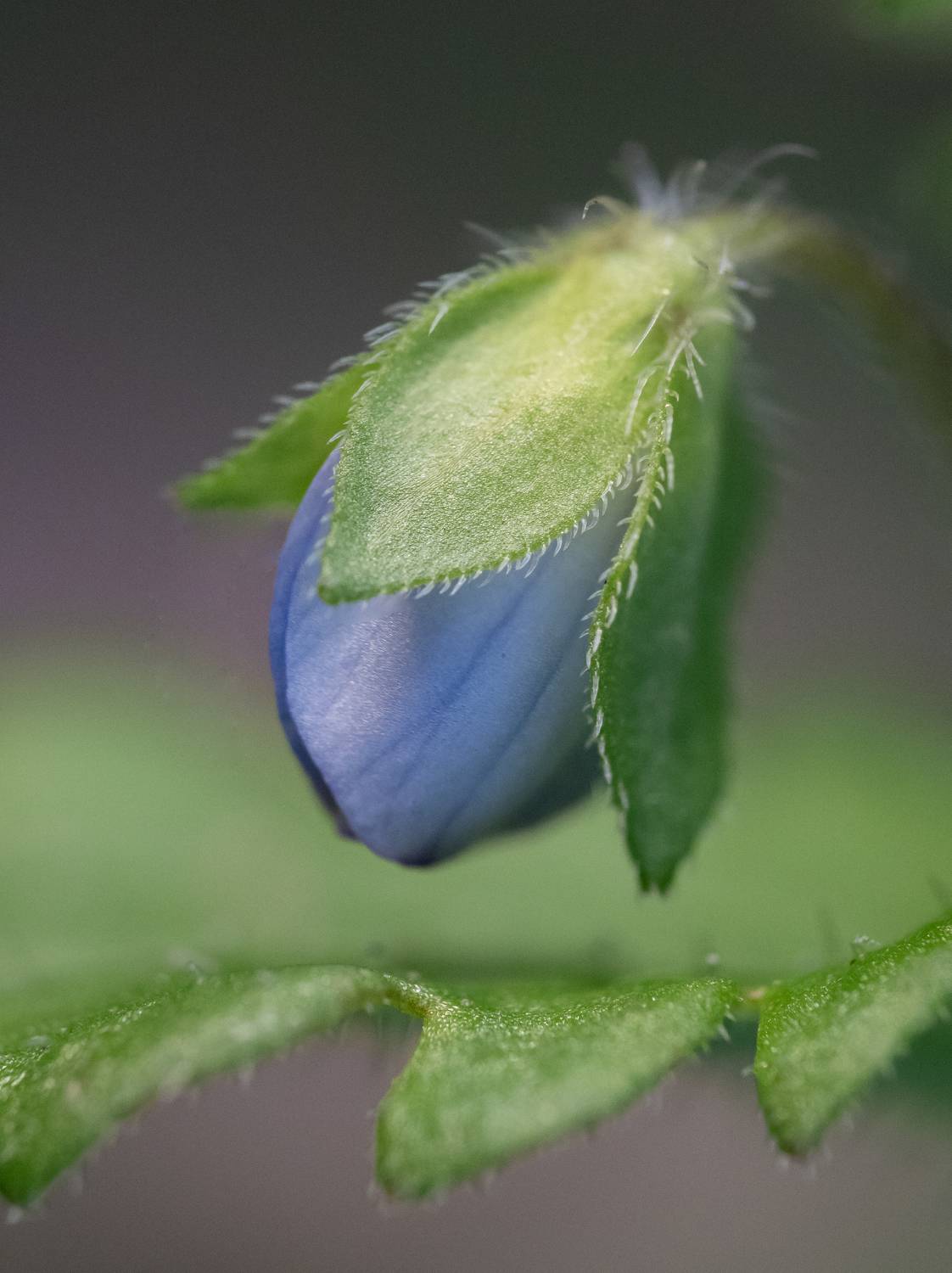 макро, цветок, вероника, первоцвет, весна,macro, flower, spring, Протченко Ирина