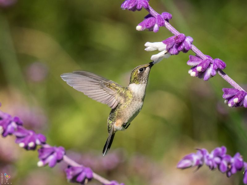 Hummingbird фото превью