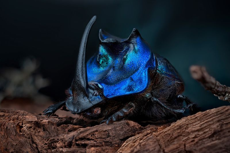 coleoptera, scarabaeidae, coprophanaeus lancifer,  самый крупный навозный жук Вожак фото превью