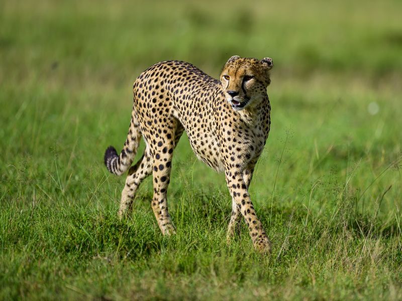 Grace фото превью