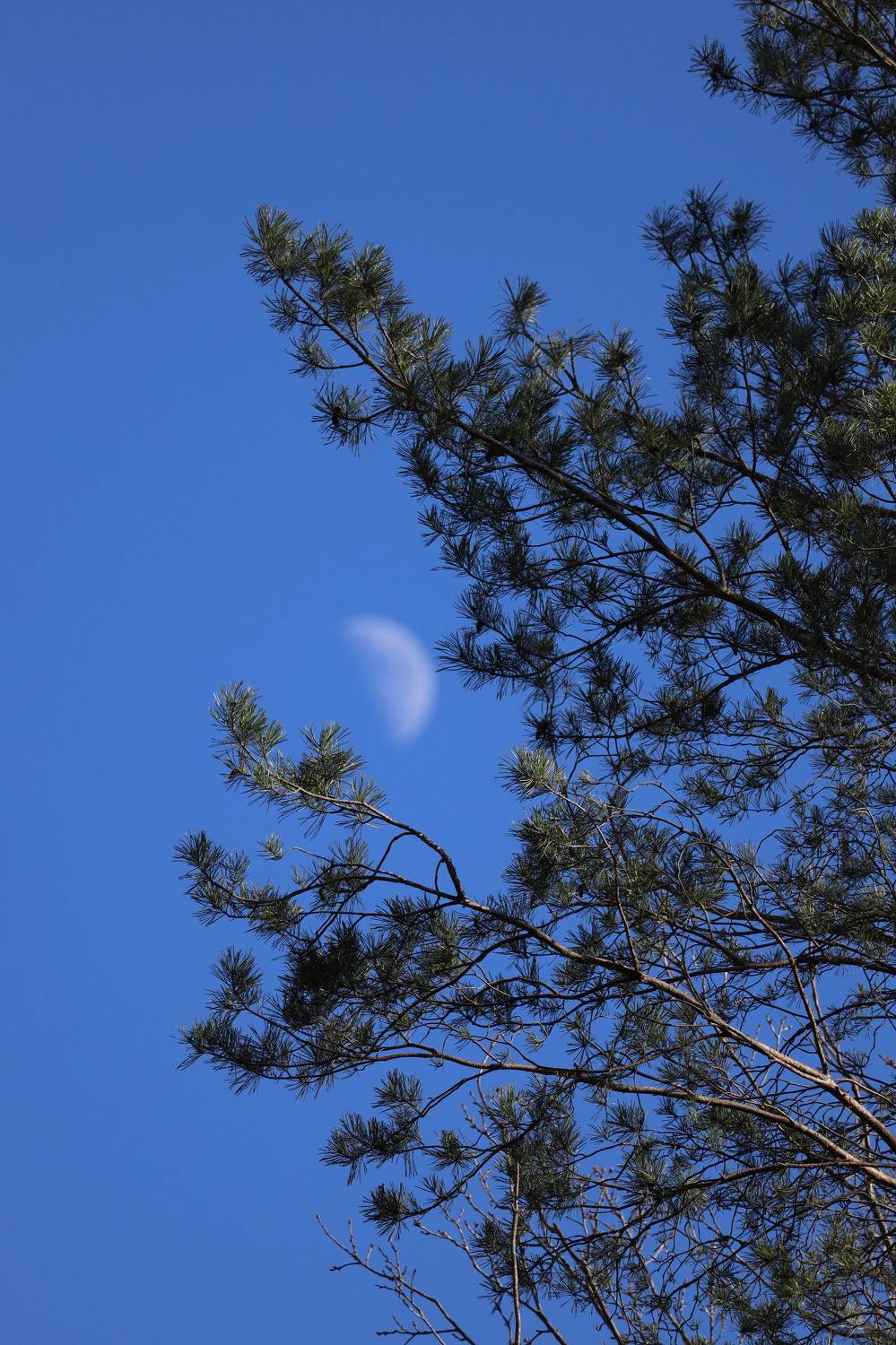 , Колосова Елена