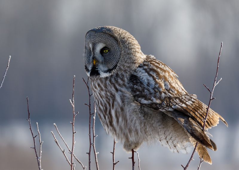 Бородатая фото превью