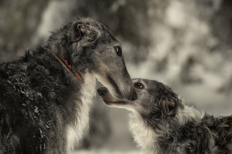 Улан и Гера фото превью