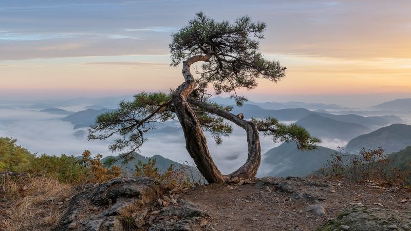 Lotus position, Worasan фото превью