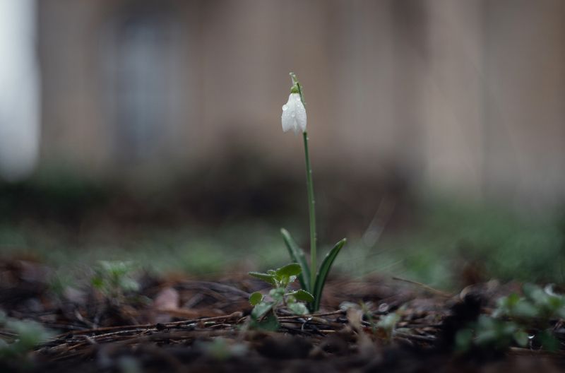Боспорский подснежник. фото превью