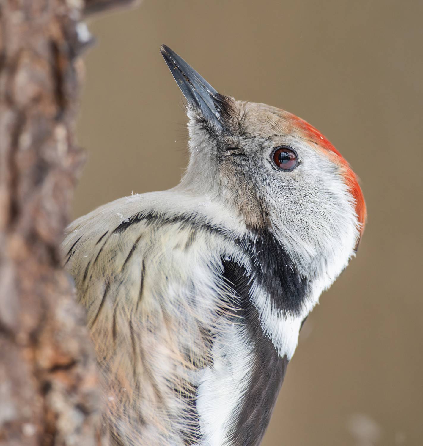 , Дэм Константин