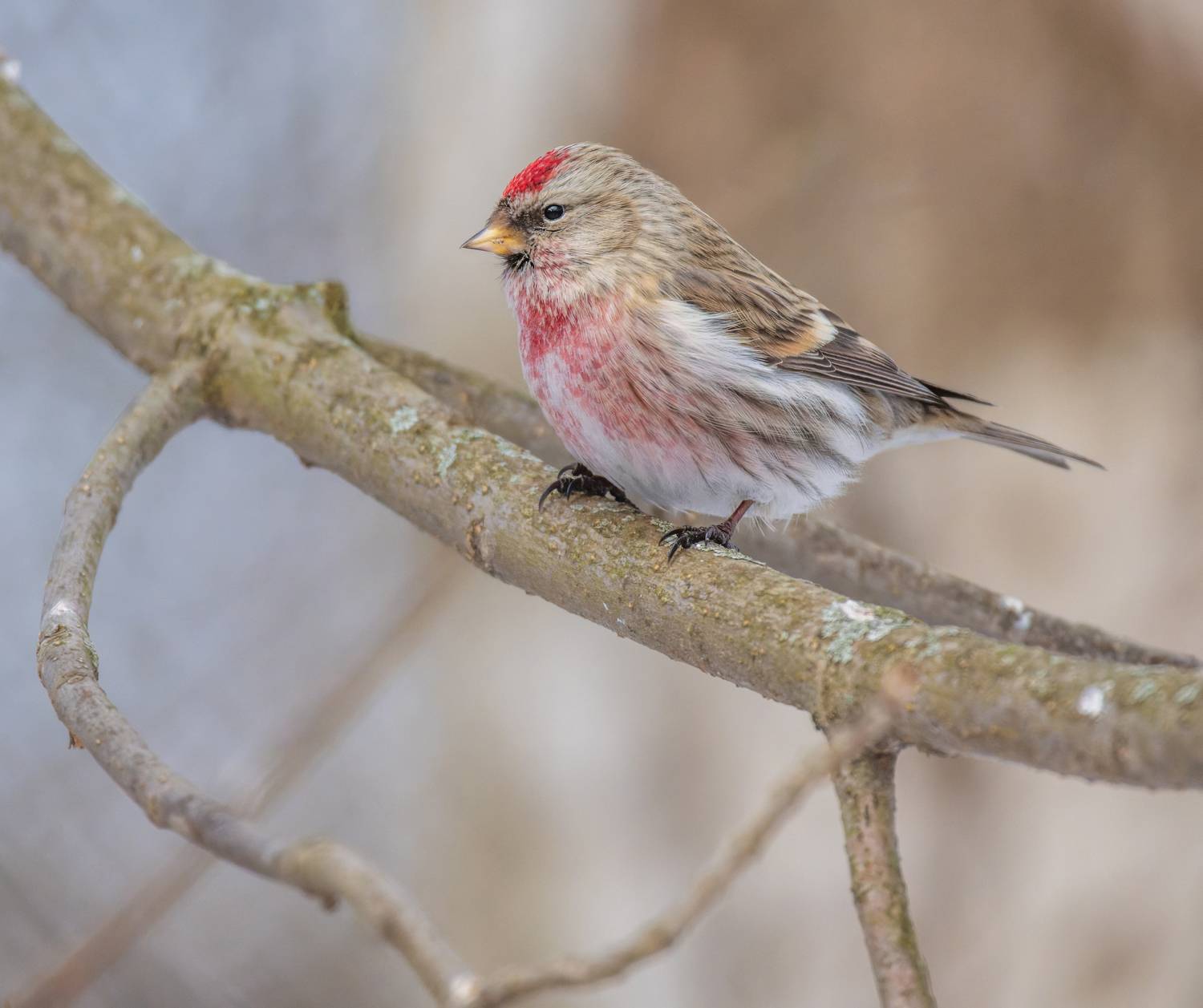 , Дэм Константин