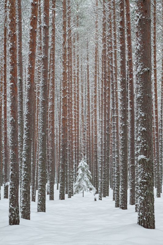 Заснеженный бор фото превью