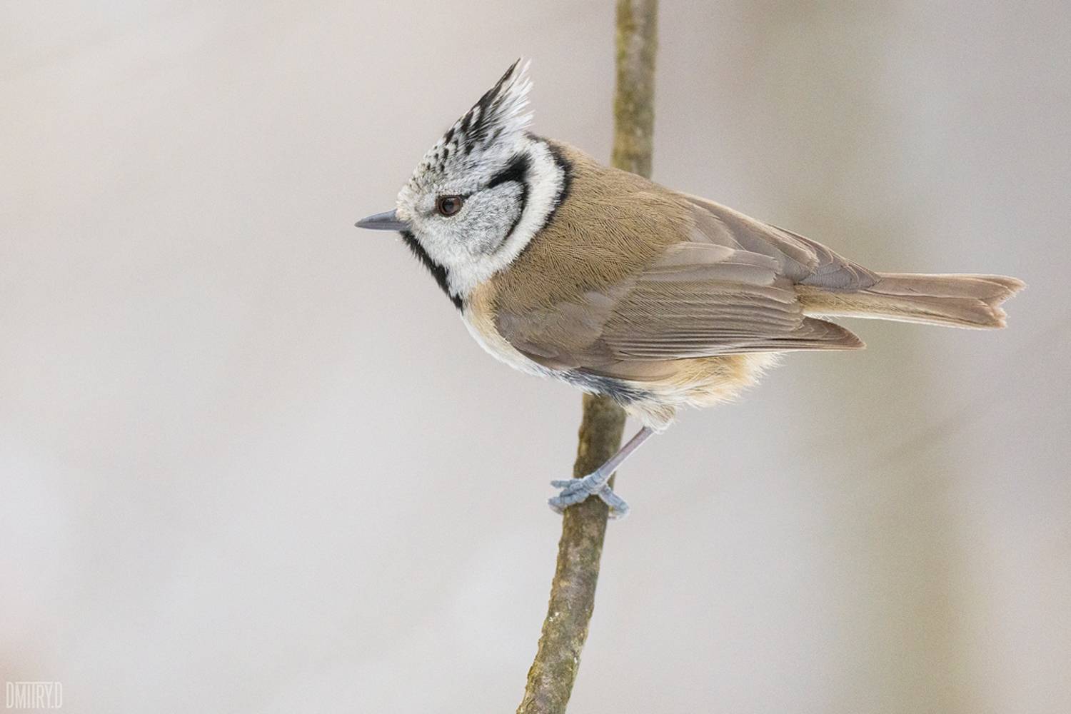 , Дмитрий Доронин