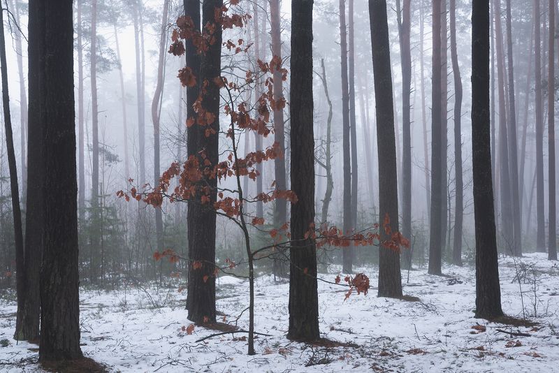 В лесу февраль фото превью