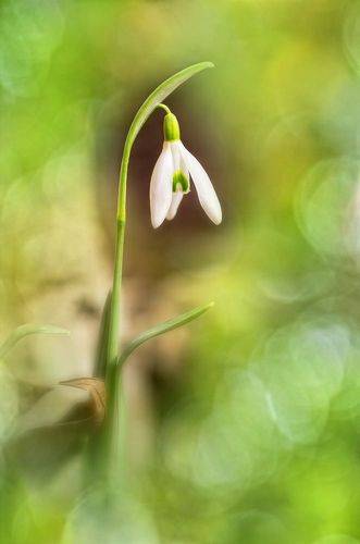 At Last (Spring)